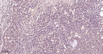 PSMA1 Antibody in Immunohistochemistry (Paraffin) (IHC (P))