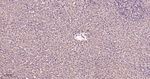 PSMA1 Antibody in Immunohistochemistry (Paraffin) (IHC (P))