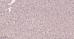 PSMA1 Antibody in Immunohistochemistry (Paraffin) (IHC (P))
