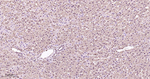 PSMA1 Antibody in Immunohistochemistry (Paraffin) (IHC (P))