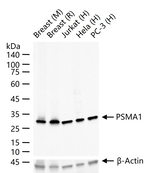 PSMA1 Antibody in Western Blot (WB)