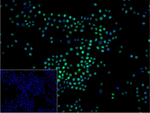 RbAp48 Recombinant Rabbit Monoclonal Antibody (G7A9)