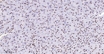 RbAp48 Antibody in Immunohistochemistry (Paraffin) (IHC (P))