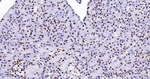 RbAp48 Antibody in Immunohistochemistry (Paraffin) (IHC (P))