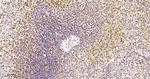 RbAp48 Antibody in Immunohistochemistry (Paraffin) (IHC (P))