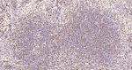 RbAp48 Antibody in Immunohistochemistry (Paraffin) (IHC (P))