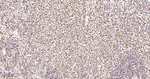 RbAp48 Antibody in Immunohistochemistry (Paraffin) (IHC (P))