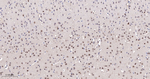 RbAp48 Antibody in Immunohistochemistry (Paraffin) (IHC (P))
