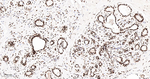 RbAp48 Antibody in Immunohistochemistry (Paraffin) (IHC (P))