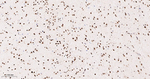 RbAp48 Antibody in Immunohistochemistry (Paraffin) (IHC (P))