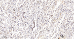 RbAp48 Antibody in Immunohistochemistry (Paraffin) (IHC (P))