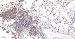 RbAp48 Antibody in Immunohistochemistry (Paraffin) (IHC (P))