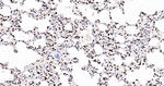 RbAp48 Antibody in Immunohistochemistry (Paraffin) (IHC (P))