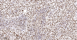 RbAp48 Antibody in Immunohistochemistry (Paraffin) (IHC (P))