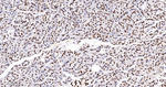 RbAp48 Antibody in Immunohistochemistry (Paraffin) (IHC (P))