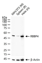 RbAp48 Antibody in Western Blot (WB)
