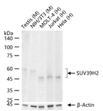 SUV39H2 Antibody in Western Blot (WB)