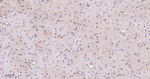 JMJD2B Antibody in Immunohistochemistry (Paraffin) (IHC (P))