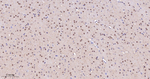 JMJD2B Antibody in Immunohistochemistry (Paraffin) (IHC (P))