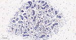 JMJD2B Antibody in Immunohistochemistry (Paraffin) (IHC (P))