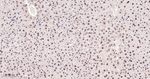 JMJD2B Antibody in Immunohistochemistry (Paraffin) (IHC (P))