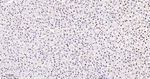 JMJD2B Antibody in Immunohistochemistry (Paraffin) (IHC (P))