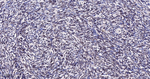 JMJD2B Antibody in Immunohistochemistry (Paraffin) (IHC (P))