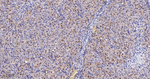 JMJD2B Antibody in Immunohistochemistry (Paraffin) (IHC (P))