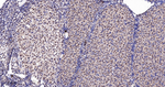 JMJD2B Antibody in Immunohistochemistry (Paraffin) (IHC (P))