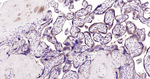 GSTP1 Antibody in Immunohistochemistry (Paraffin) (IHC (P))