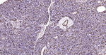 GSTP1 Antibody in Immunohistochemistry (Paraffin) (IHC (P))