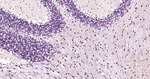 GSTP1 Antibody in Immunohistochemistry (Paraffin) (IHC (P))