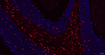 GSTP1 Antibody in Immunohistochemistry (Paraffin) (IHC (P))