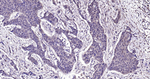 GSTP1 Recombinant Rabbit Monoclonal Antibody (E7F9)