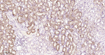 GSTP1 Antibody in Immunohistochemistry (Paraffin) (IHC (P))