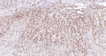 INHA Antibody in Immunohistochemistry (Paraffin) (IHC (P))