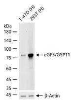 GSPT1 Recombinant Rabbit Monoclonal Antibody (H5G9)
