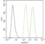 Paxillin Antibody in Flow Cytometry (Flow)