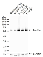 Paxillin Antibody in Western Blot (WB)