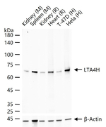 LTA4H Recombinant Rabbit Monoclonal Antibody (H10D6)