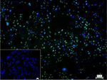 PAX9 Recombinant Rabbit Monoclonal Antibody (G12B2)