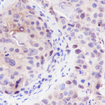 PAX9 Antibody in Immunohistochemistry (Paraffin) (IHC (P))