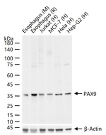 PAX9 Antibody in Western Blot (WB)