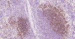 CD205 Antibody in Immunohistochemistry (Paraffin) (IHC (P))