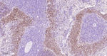 CD205 Antibody in Immunohistochemistry (Paraffin) (IHC (P))