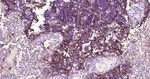 CD205 Recombinant Rabbit Monoclonal Antibody (D11H12)