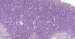 CD205 Antibody in Immunohistochemistry (Paraffin) (IHC (P))