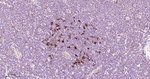 CD205 Antibody in Immunohistochemistry (Paraffin) (IHC (P))