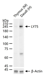 CD205 Antibody in Western Blot (WB)