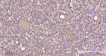 Thyroglobulin Recombinant Rabbit Monoclonal Antibody (A7B9)